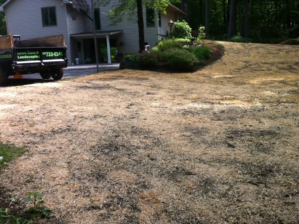 Lawn Installation project photo 16