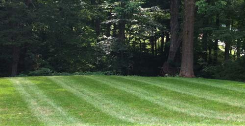 Lawn Care project photo 25