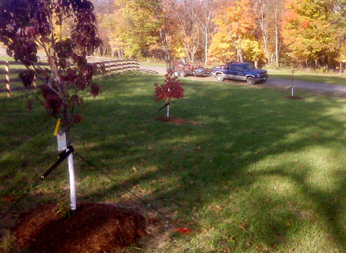 Tree Planting project photo 03