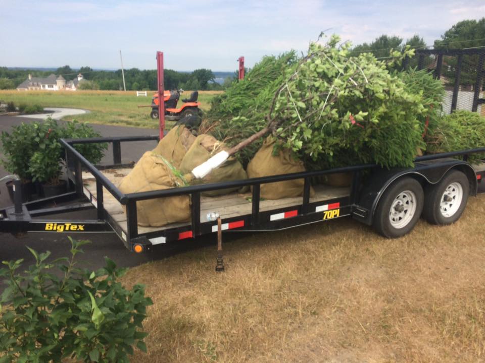 Tree Planting project photo 04