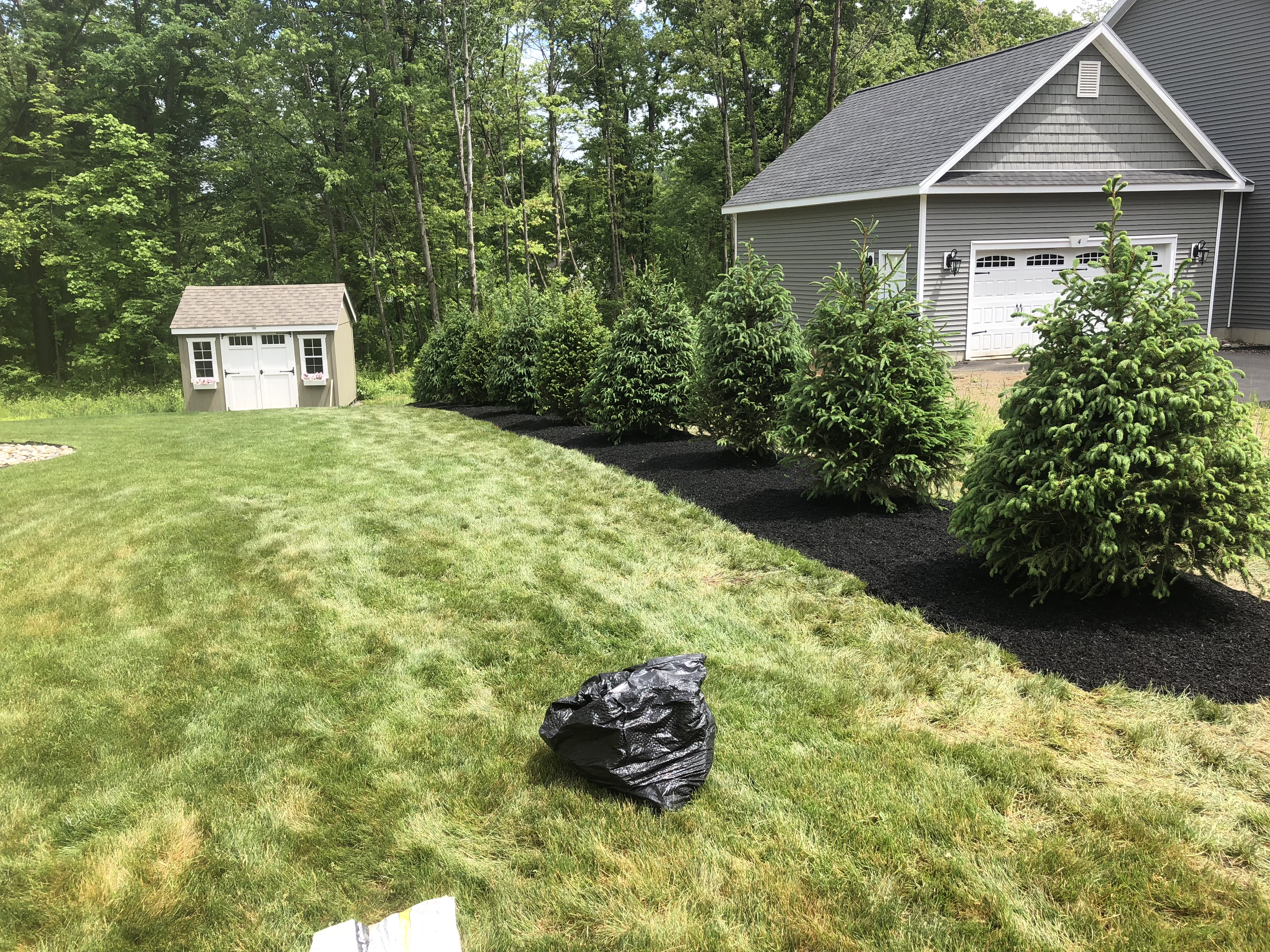 Tree Planting project photo 06