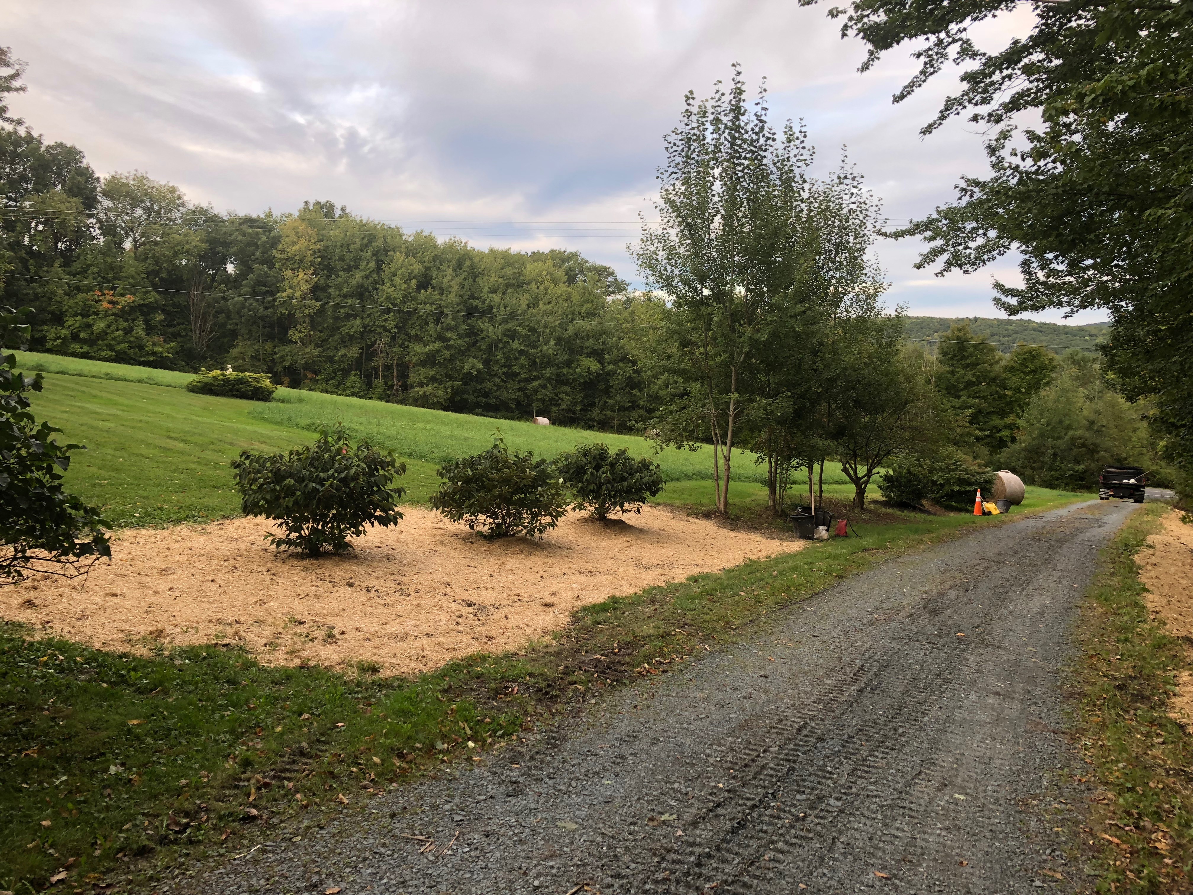 Tree Planting project photo 09