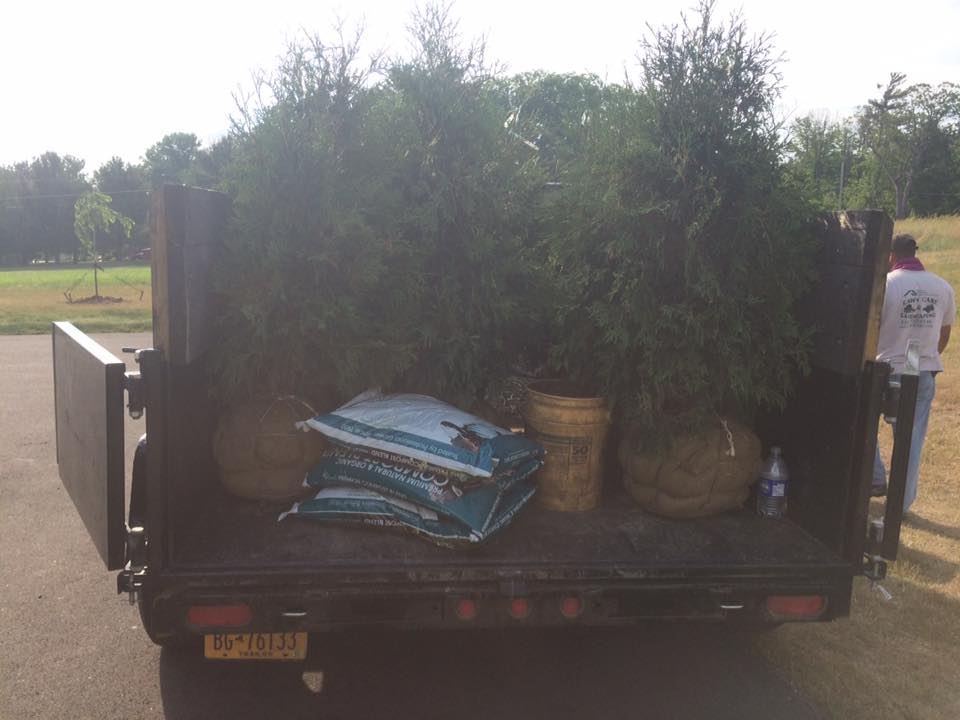 Tree Planting project photo 12