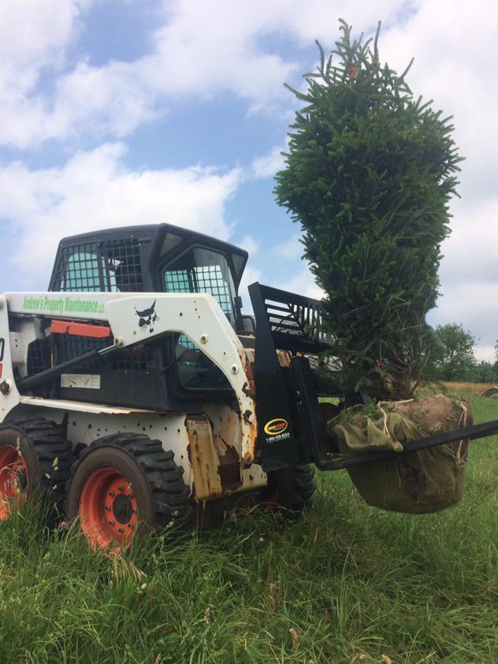 Tree Planting project photo 14