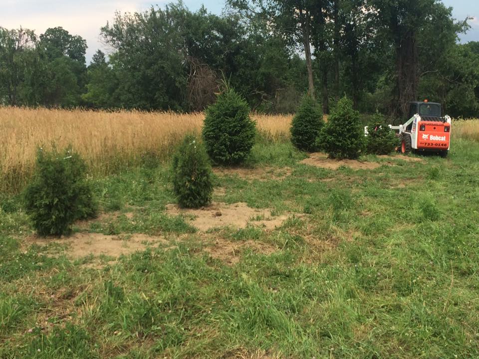 Tree Planting project photo 15