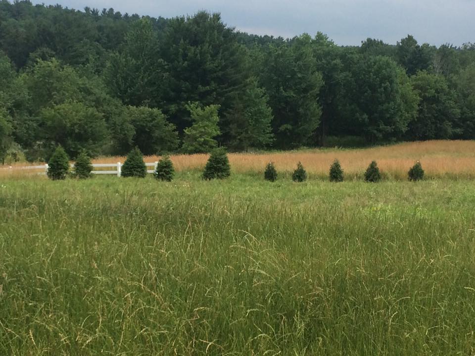 Tree Planting project photo 16