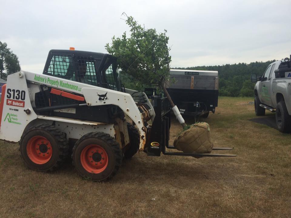 Tree Planting project photo 17