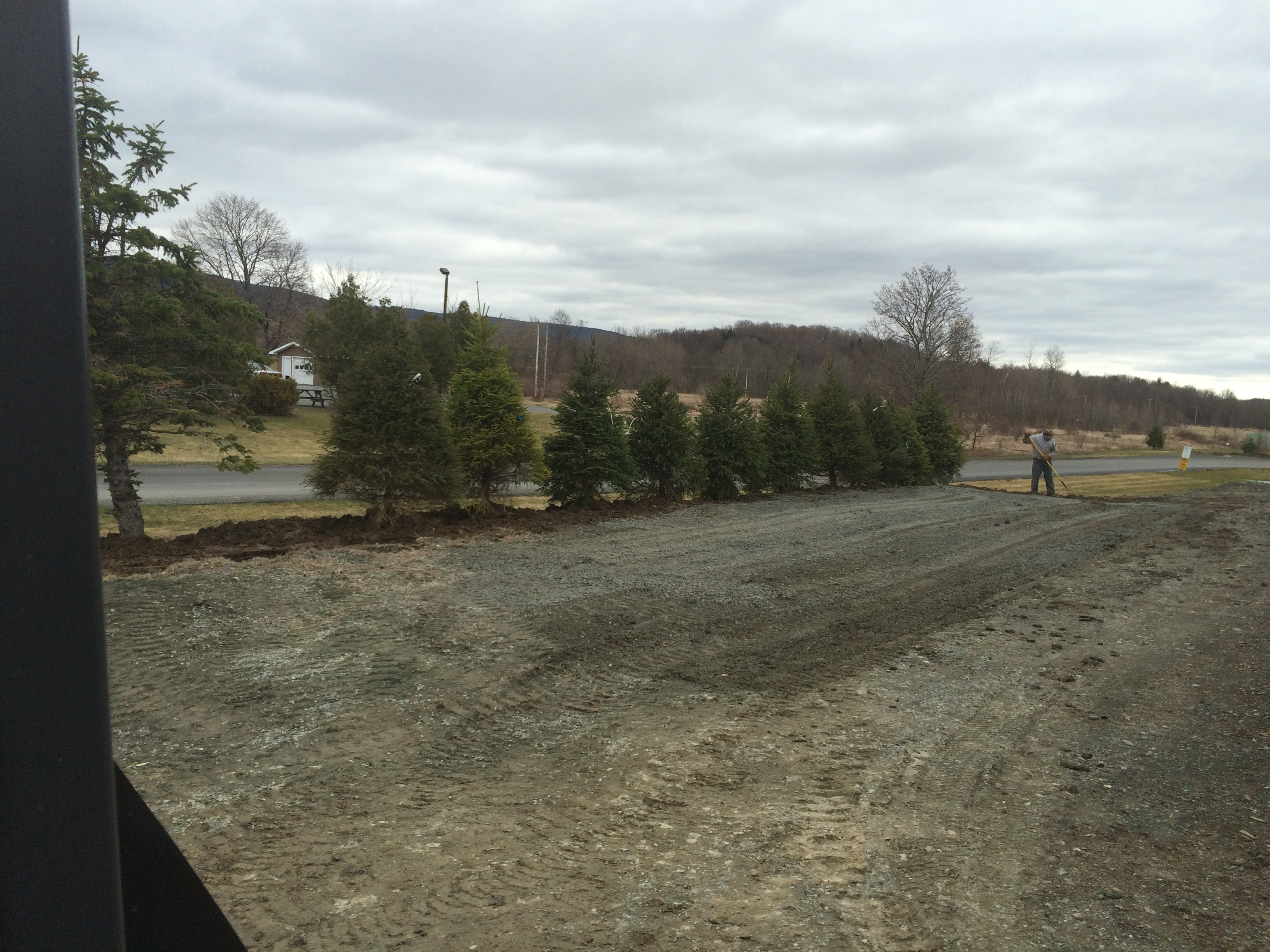 Tree Planting project photo 18